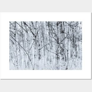 Black and White Aspen Forest Abstract Posters and Art